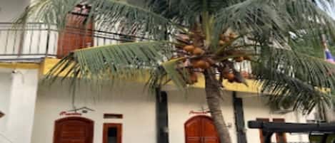 A building with a palm tree, a car, and a truck parked in front.