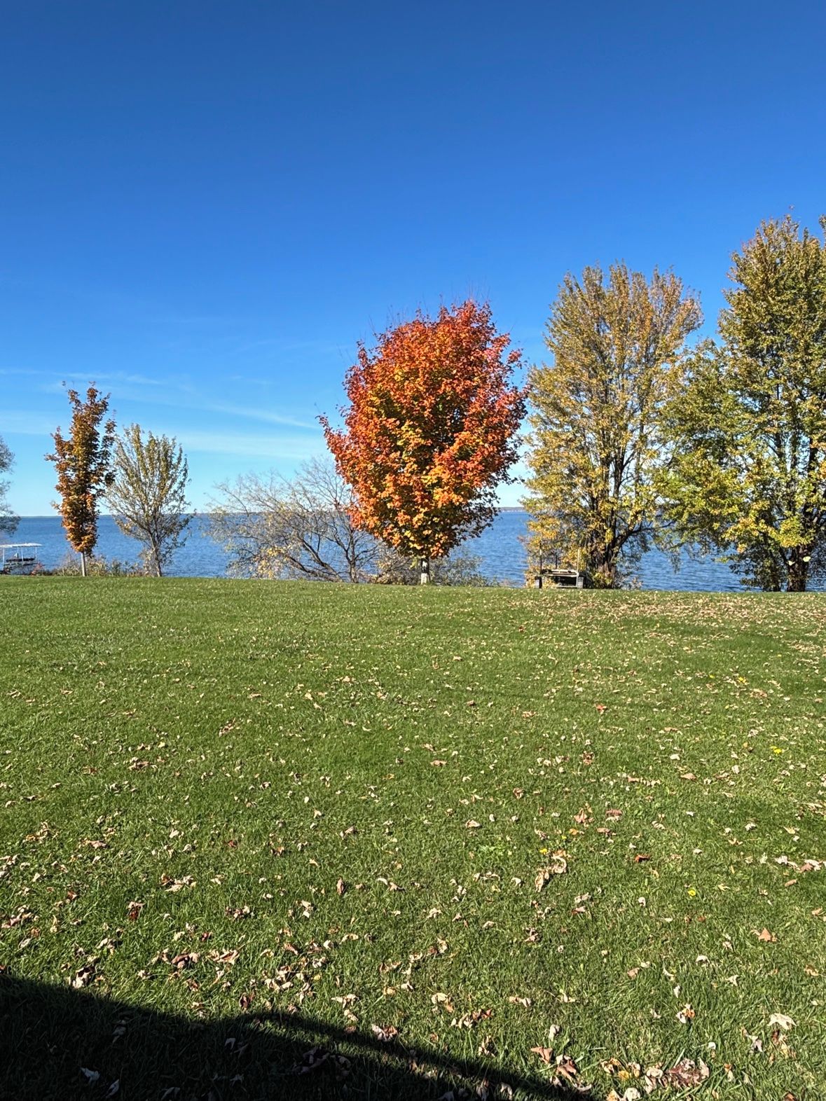 Een begroeiend veld met bomen, een heldere lucht en een waterpartij in de verte.
