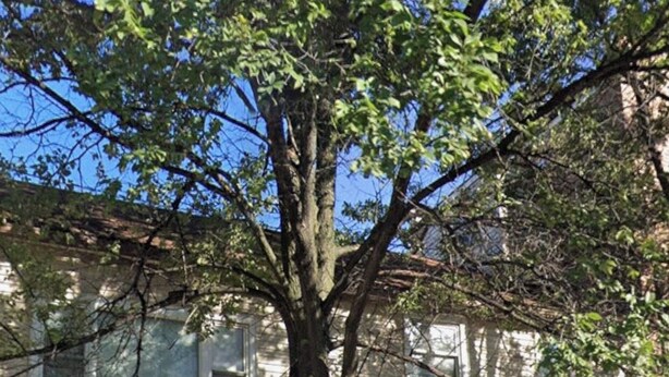 Un árbol frente a un edificio con fachada blanca y un número de puerta visible.