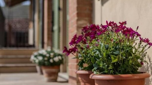 Terracotta planters with flowers on a wooden deck. - Be Langhe in Monforte (Monforte d'Alba)