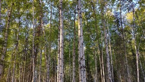 Ein dichter Birkenwald mit blauem Himmel.