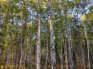 A dense forest of birch trees with a clear sky above. - Denali Scotty @ Creekside Campground (Willow)