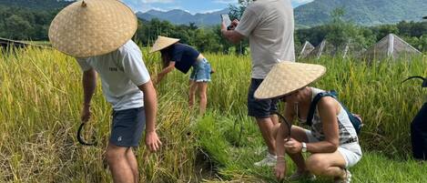 Personas en un campo de arrozales, con sombreros cónicos, y una persona tomando una fotografía.