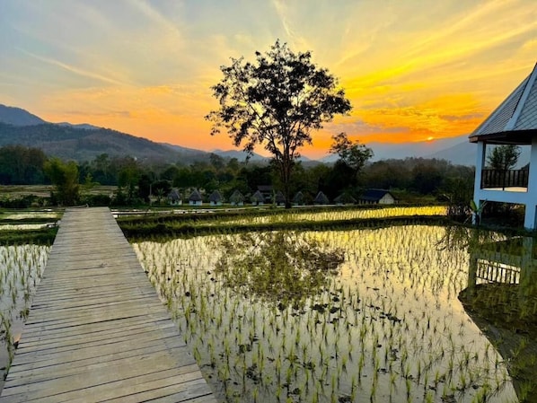 A wooden pathway leading through a rice field with a tree and a building on the right. - Kuangsi Resort (Luang Prabang)
