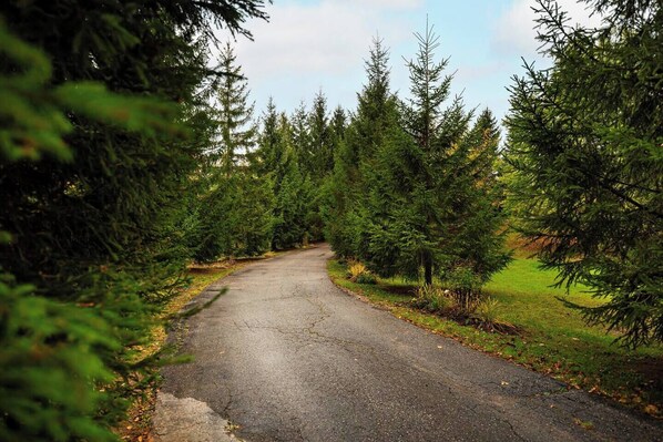 Una carretera pavimentada rodeada de árboles de hoja perenne.