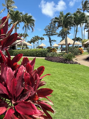 Un césped bien cuidado con plantas tropicales y palmeras.