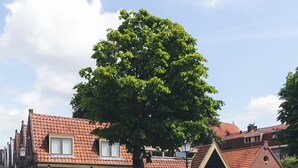A street scene with a tree, parked cars, and a building with a red-tiled roof. - Cosy studio in Hoorn perfect for a relaxing getaway (Hoorn)