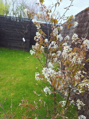 Een tuin met gazon en een boom met witte bloemen.