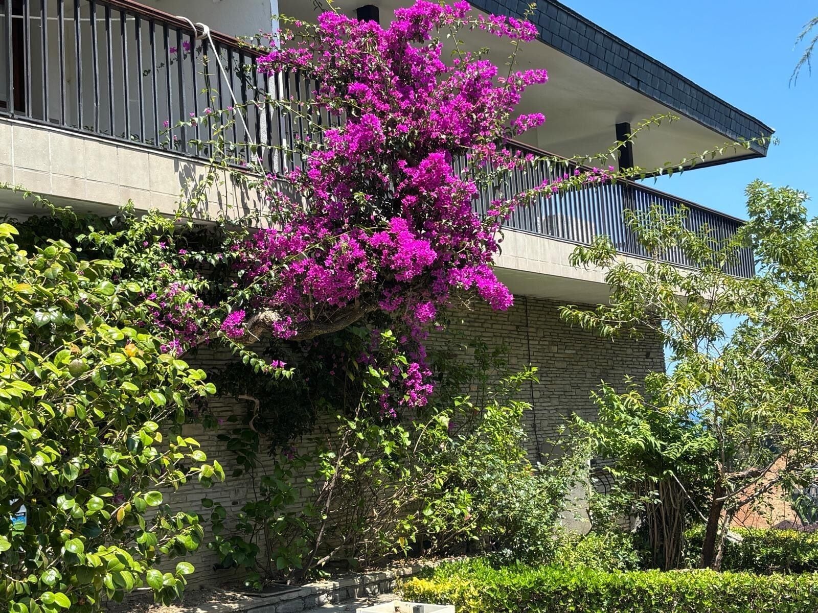 A building with a balcony, surrounded by lush greenery and flowering plants.