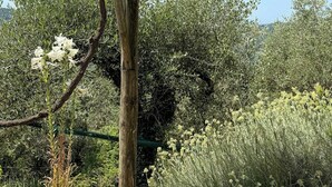 Eine Holzpergola mit einer grünen Bank darunter, umgeben von Olivenbäumen und anderer Vegetation.