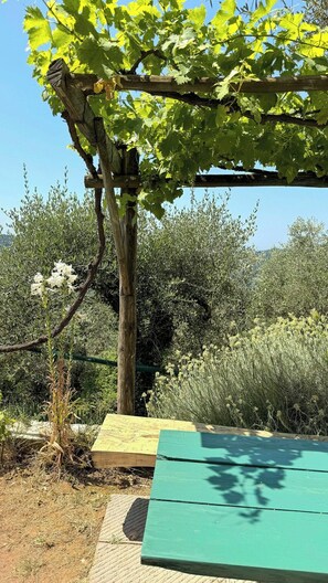 Une pergola en bois avec un banc vert en dessous, entourée d’oliviers et d’autres plantes.