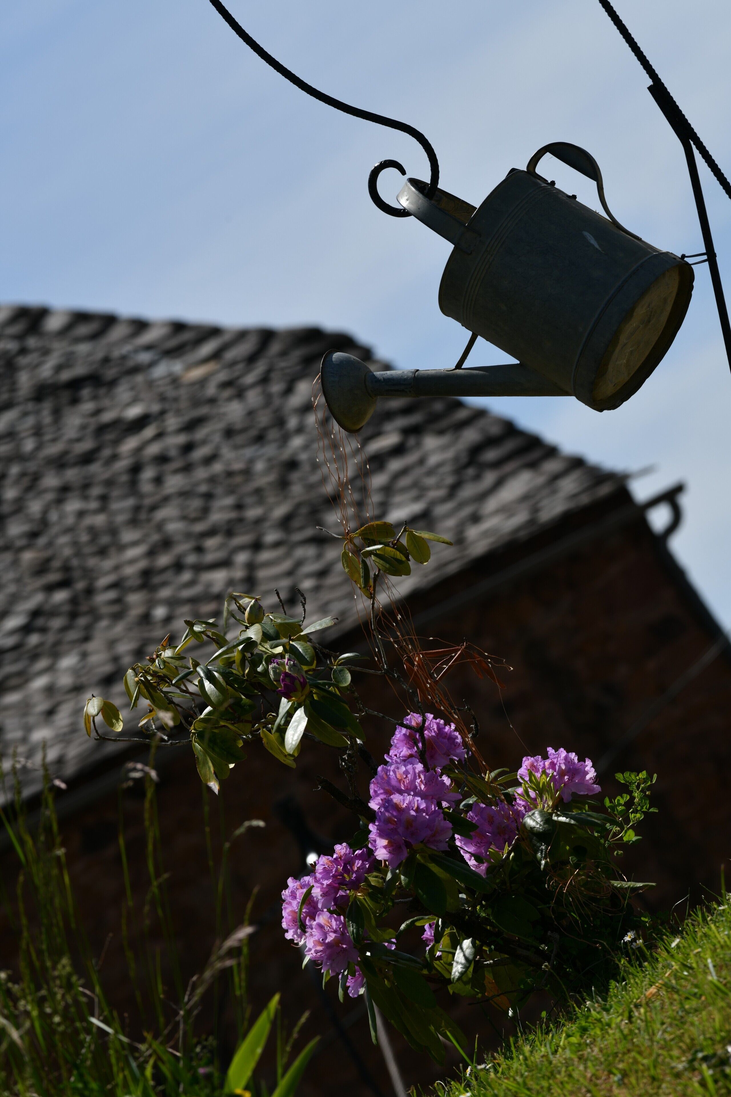 Ein Metall-Gießkann hängt über violetten Blumen, im Hintergrund ist ein Gebäude zu sehen.