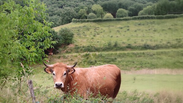 Uma vaca marrom num campo gramado com árvores ao fundo.