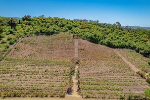 A terraced vineyard with rows of grapevines and a wooden walkway leading up the slope. - Rosebud - Blooming Rose Farm (Carpinteria)