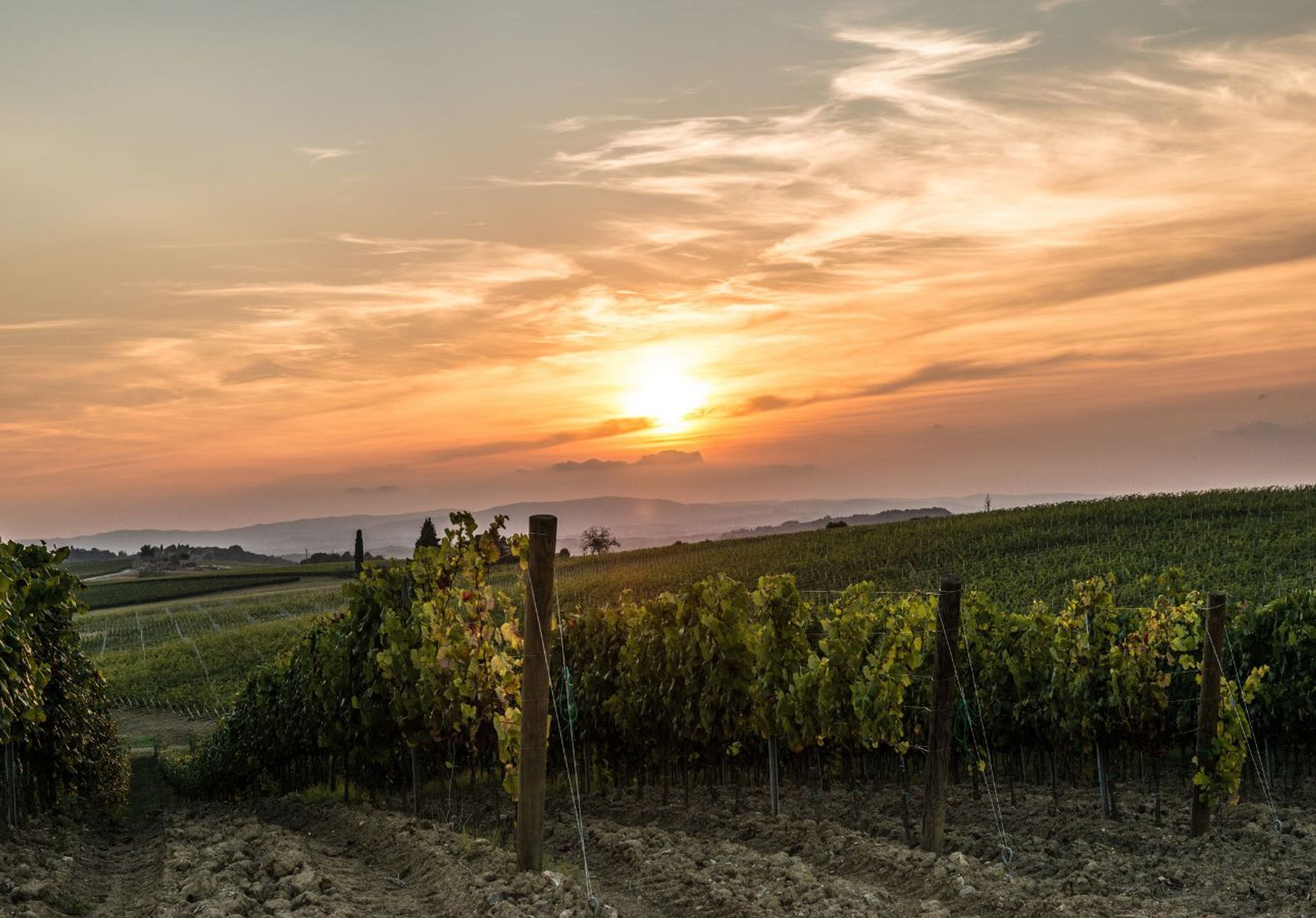 A vineyard at sunset with rows of grapevines and a clear sky.
