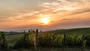 A vineyard at sunset with rows of grapevines and a clear sky.