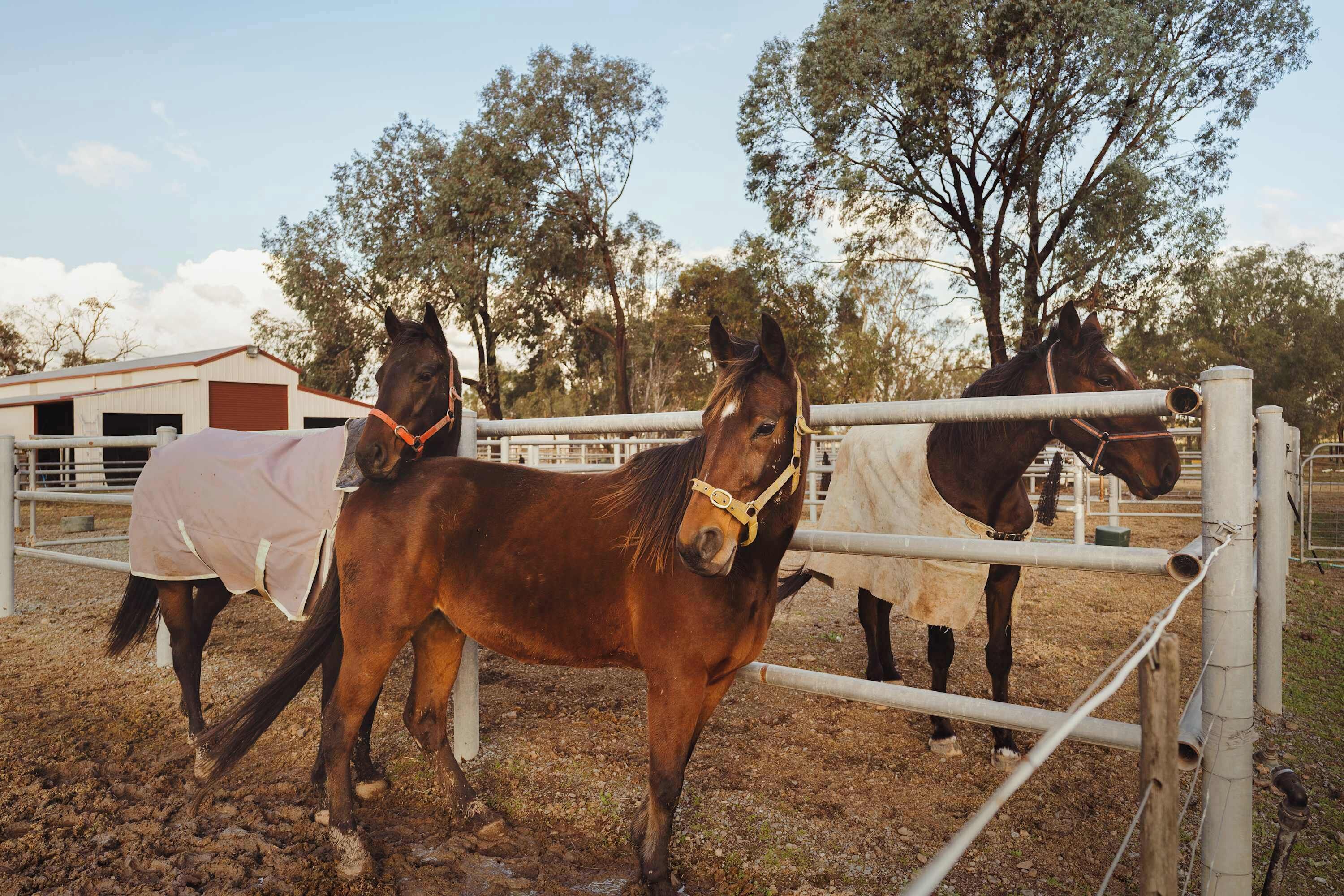 Two horses in a fenced area with a stable building in the background.