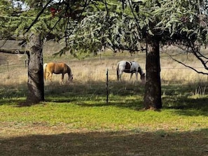 A horse grazing in a grassy field with trees in the background.