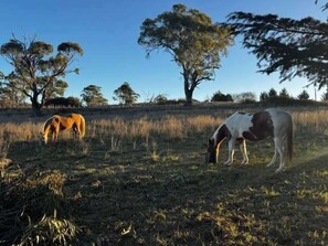 Un cheval broute dans un champ, avec des arbres en arrière-plan.