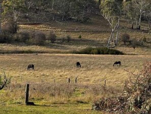A rural landscape with grazing horses and sparse vegetation.