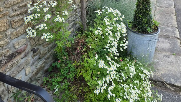 Een gebouw van steen met een rode deur, witte bloemen en plantenbakken.