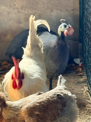 A group of chickens in a pen with a wire fence.