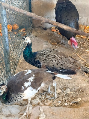 A peacock and a turkey in a fenced enclosure with a concrete wall and scattered leaves.