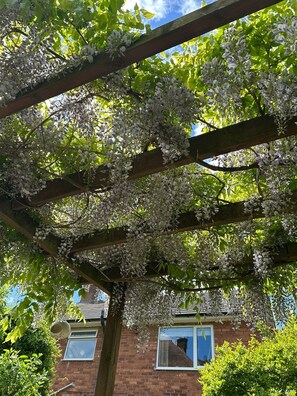 A wooden pergola with white flowers, a brick building, and a clear sky. - Wisteria Corner, Large Tranquil Family Home, Spacious, Edge of the Peak District (Chesterfield)