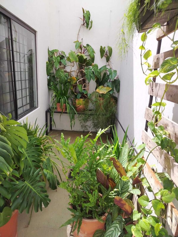 Un petit jardin clos, agrémenté de différentes plantes en pot et d’une treille en bois.