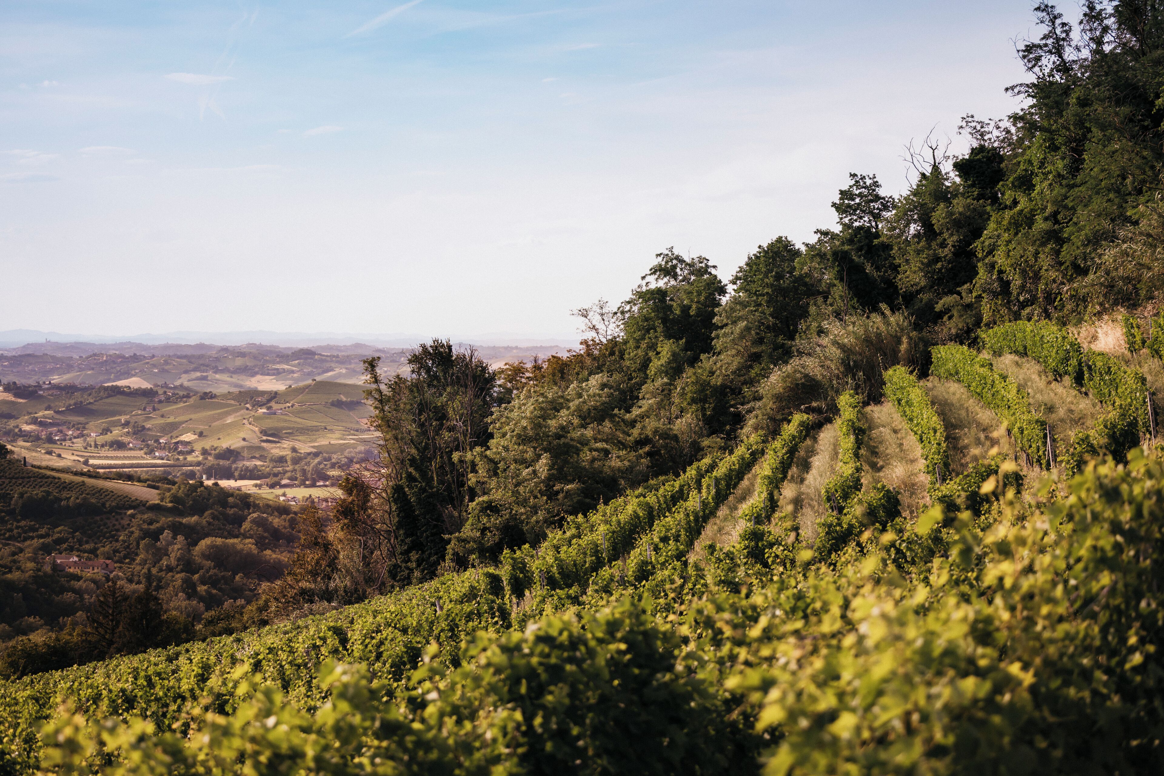 Viñedo con hileras de vides en una colina.