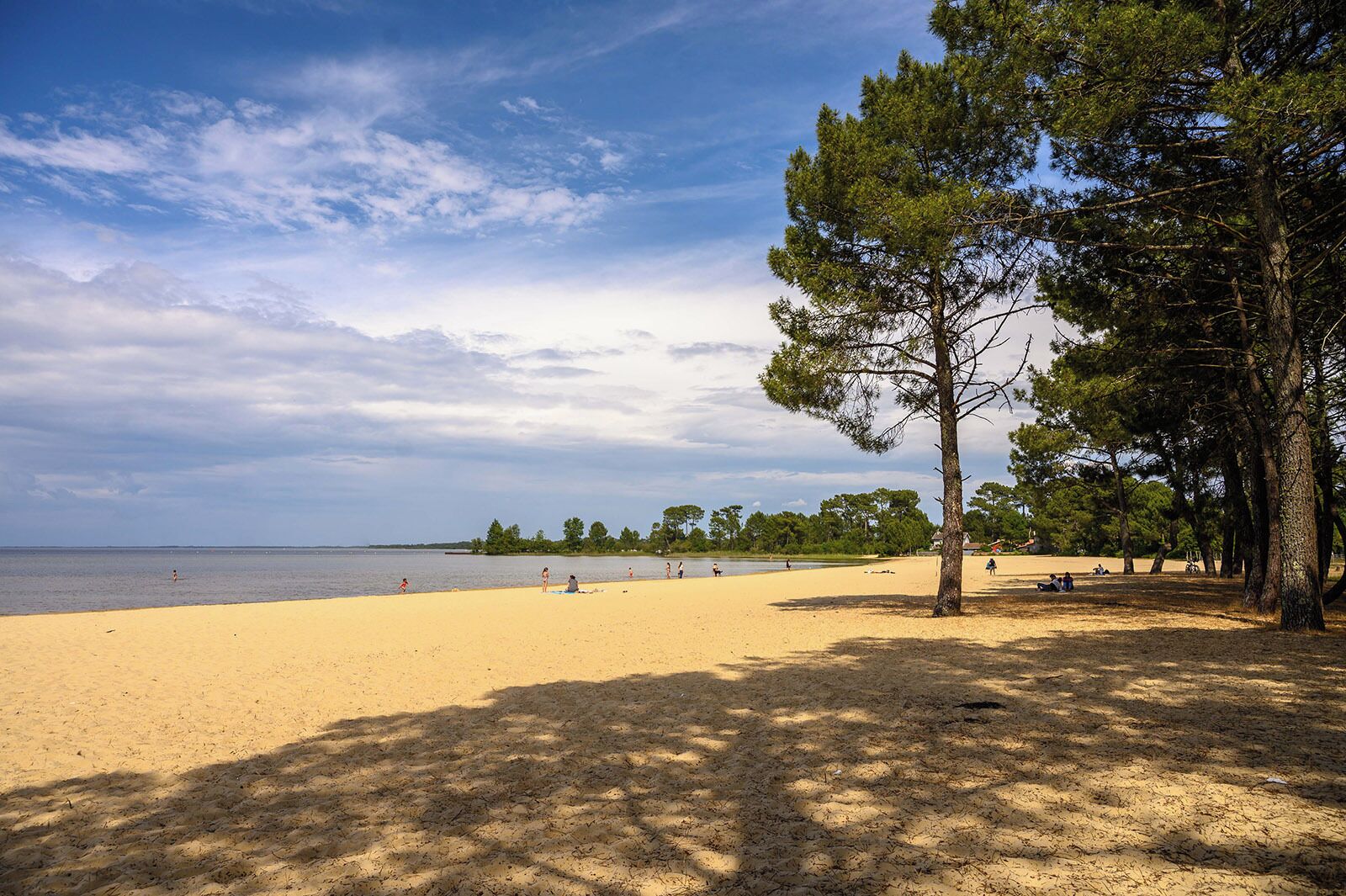 Une plage avec du sable, des arbres et une étendue d’eau.