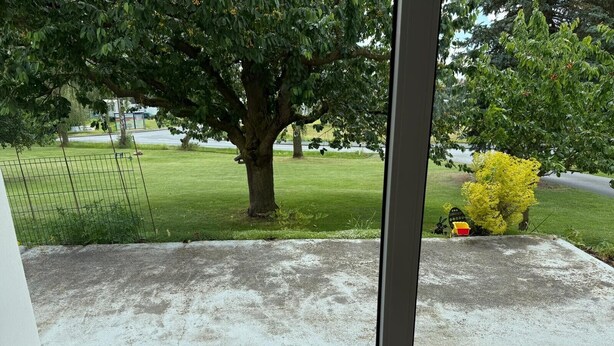 A window view of a concrete patio with a tree and a yellow bush.