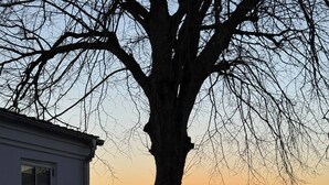 A tree in front of a building with a paved area. - Estate in Calm Nature (Soro)