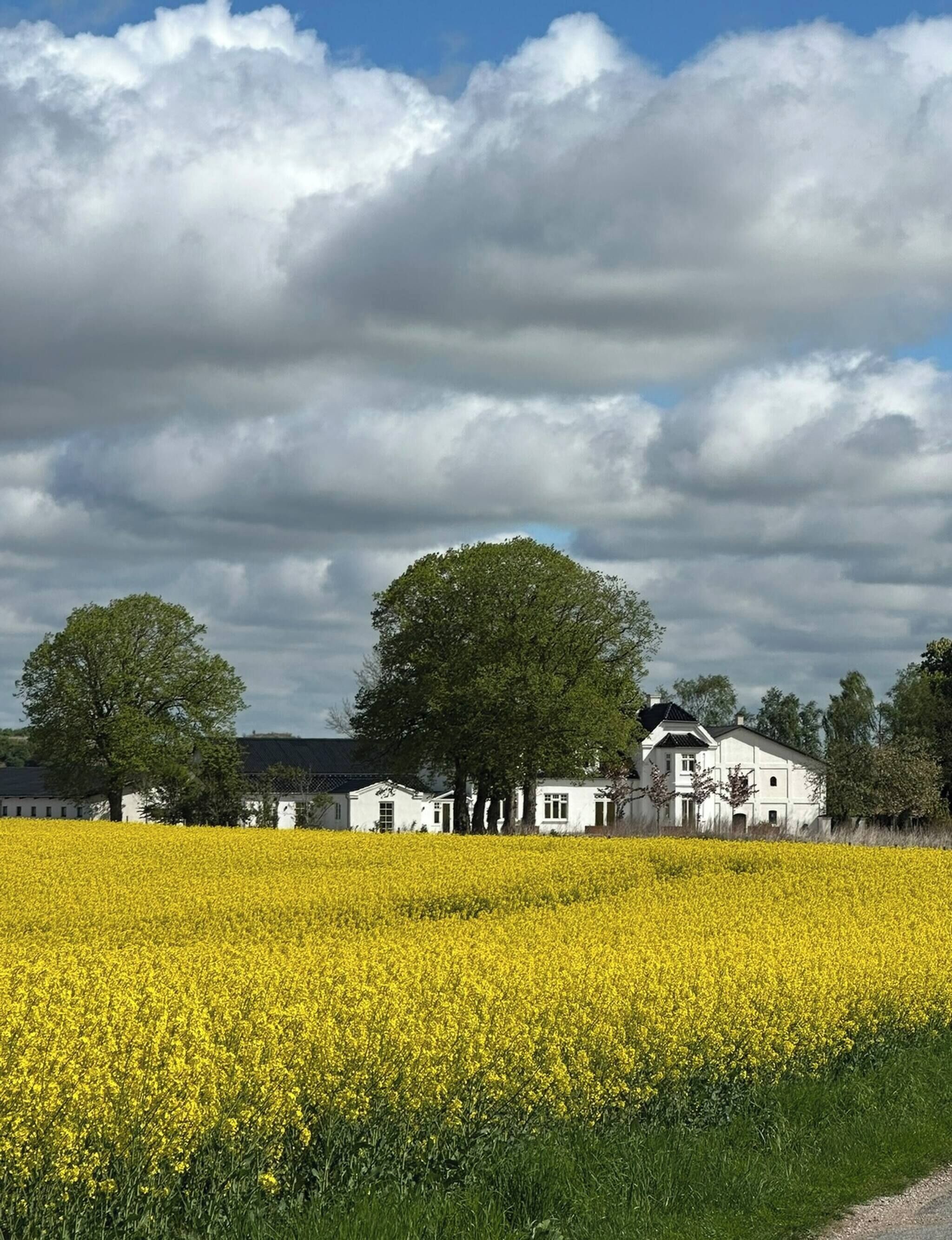 A rural landscape with a field of yellow flowers, a large tree, and a white building with multiple windows.