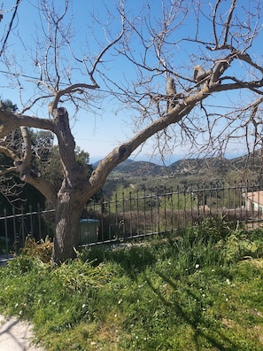 Ein Baum mit einem großen Hohlraum im Stamm, ein Metallzaun und eine Wiese mit Wildblumen.