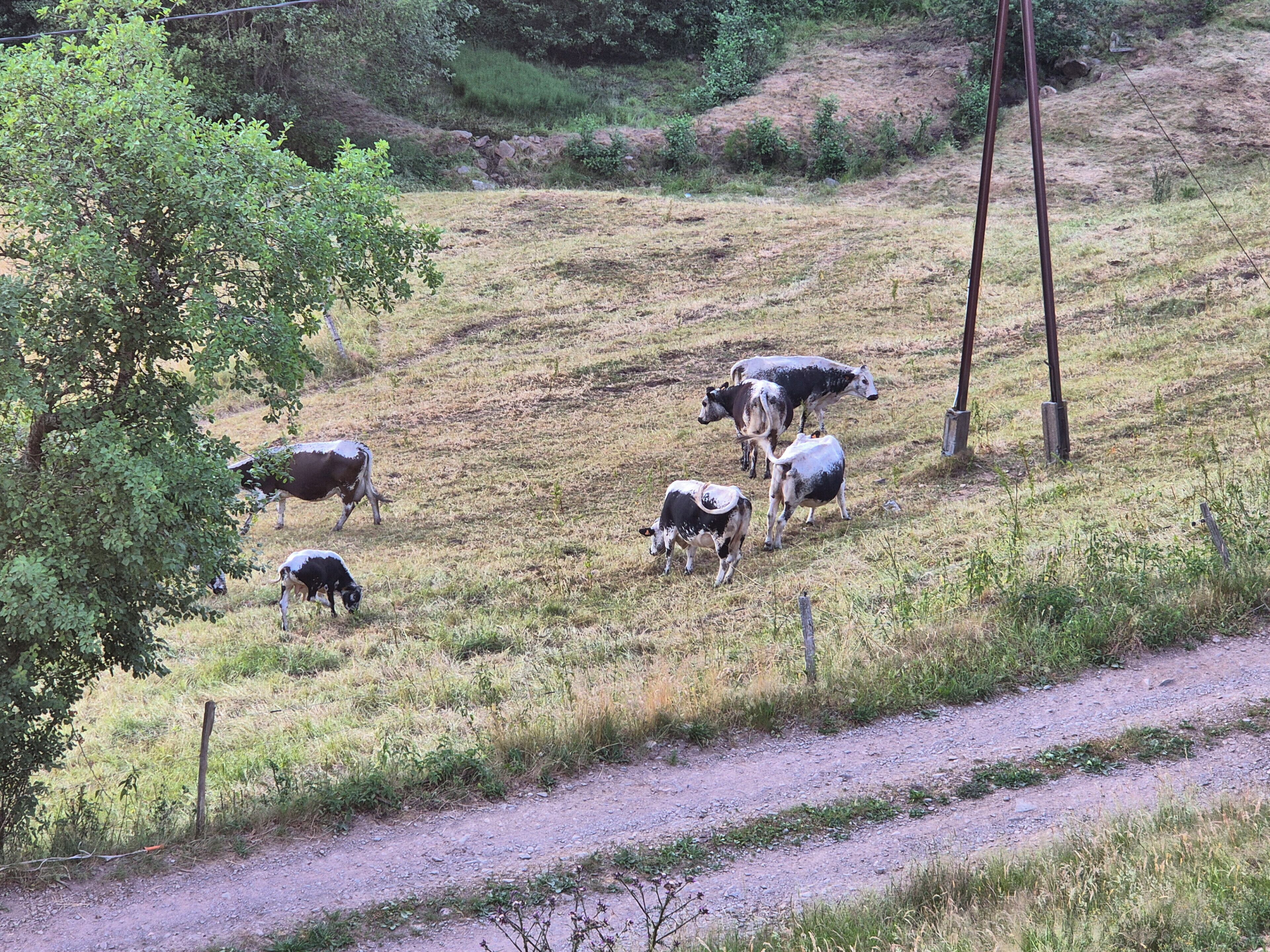 Een landelijk landschap met een onverharde weg, een omheining en verschillende koeien die grazen.