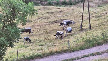 Een landelijk landschap met een onverharde weg, een omheining en verschillende koeien die grazen.