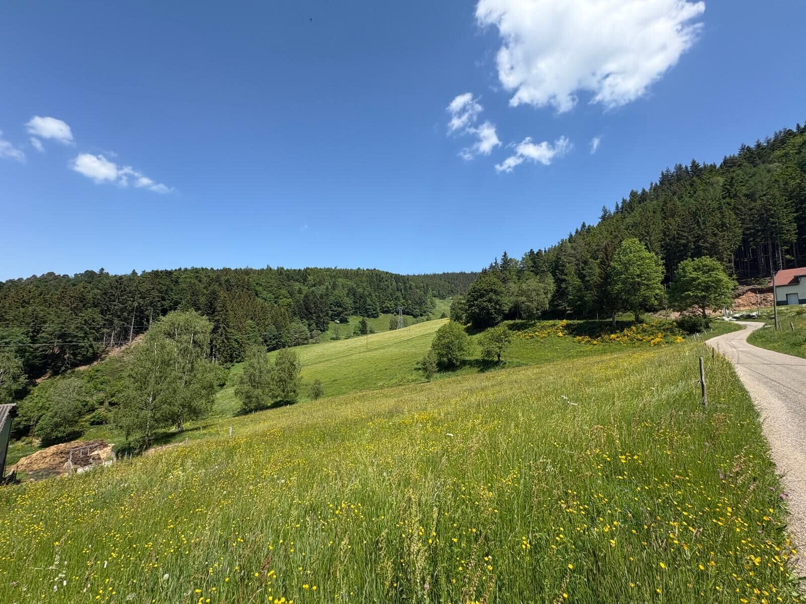 A rural landscape with a winding road, green fields, and a forested hill.