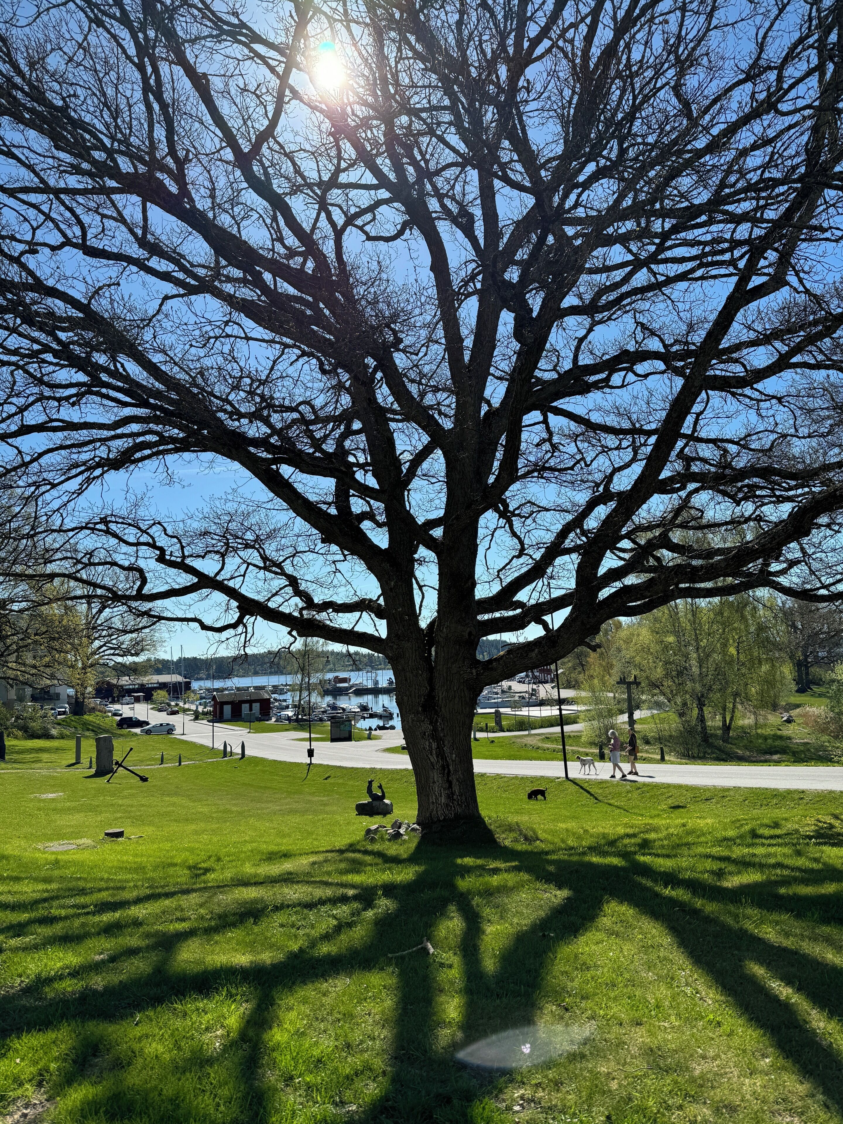 Ein großer Baum in einem Park mit blauem Himmel und einem weiten Blick auf eine Marina.