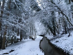 A snow-covered pathway flanked by trees leading to a small water body.