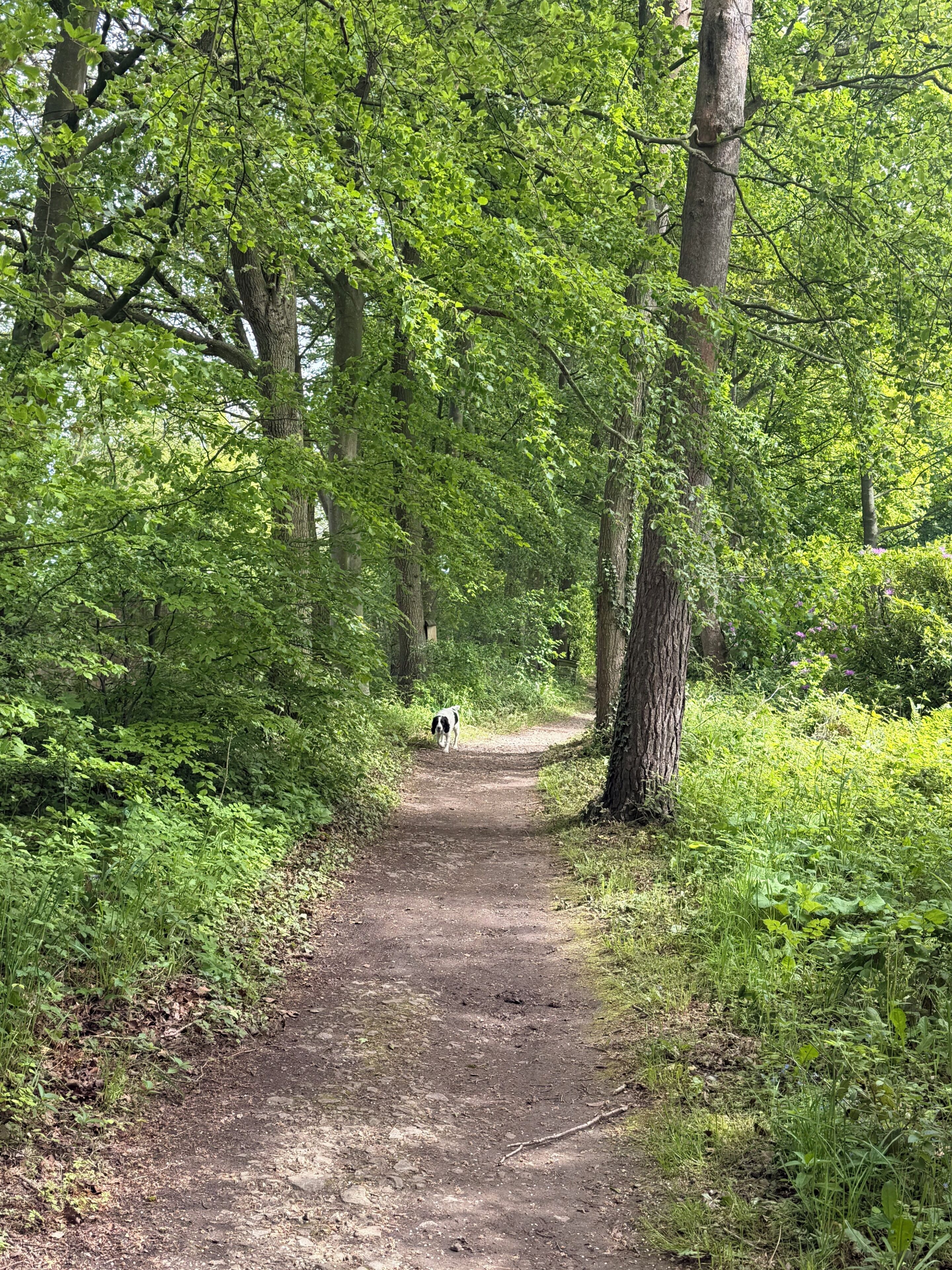 A forested path with trees and greenery.
