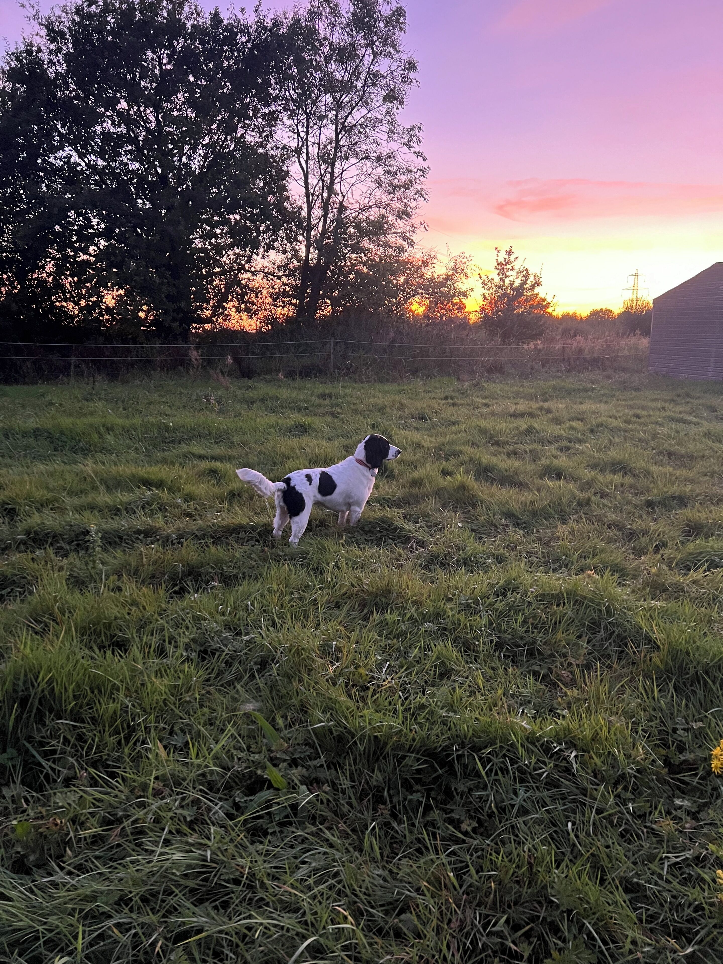 Een hond in een grasveld met bomen en een gebouw op de achtergrond.