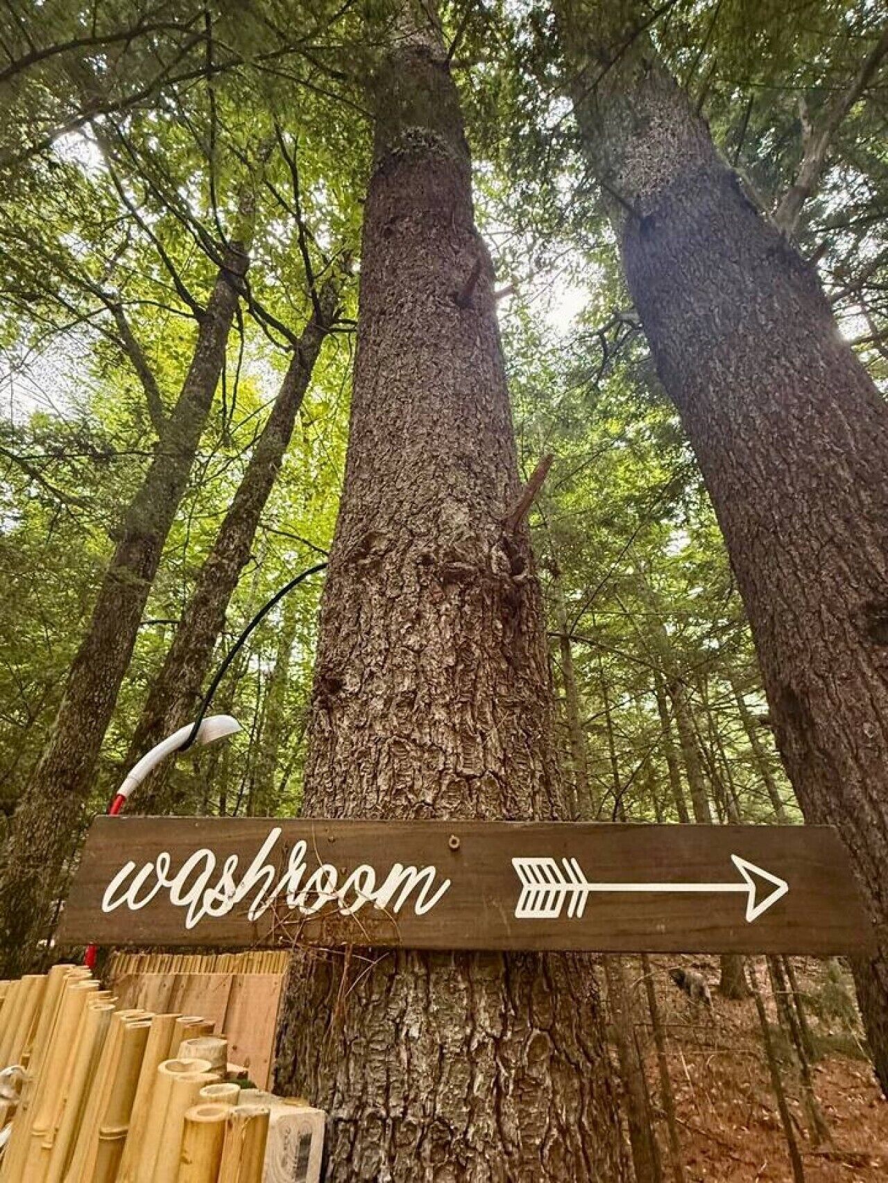 A tall tree with a wooden sign indicating a washroom direction.