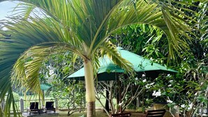 Ein Poolbereich mit Liegestühlen, einer Palme und einem grünen Sonnenschirm.