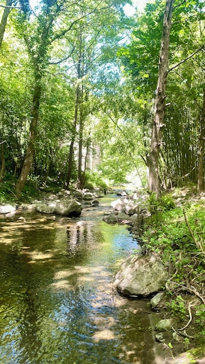 A natural outdoor setting with a clear stream, surrounded by trees and rocks.