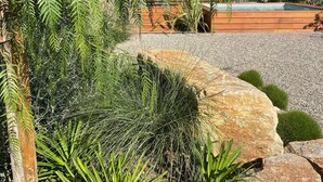 Un jardín ajardinado con piscina, rodeado de diversas plantas y árboles.