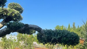 Un área de piscina con un cartel, rodeada de diferentes plantas y árboles.