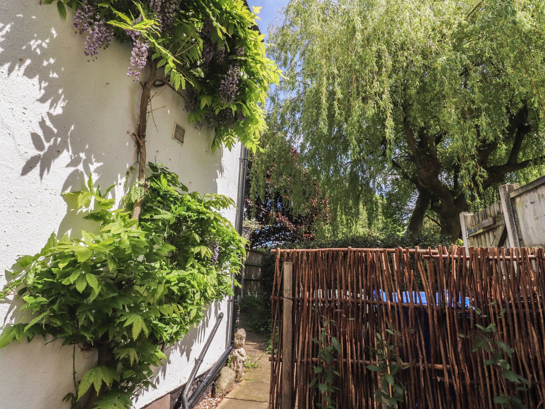 A narrow alley with a white wall, a wooden fence, and a tree with hanging purple flowers.