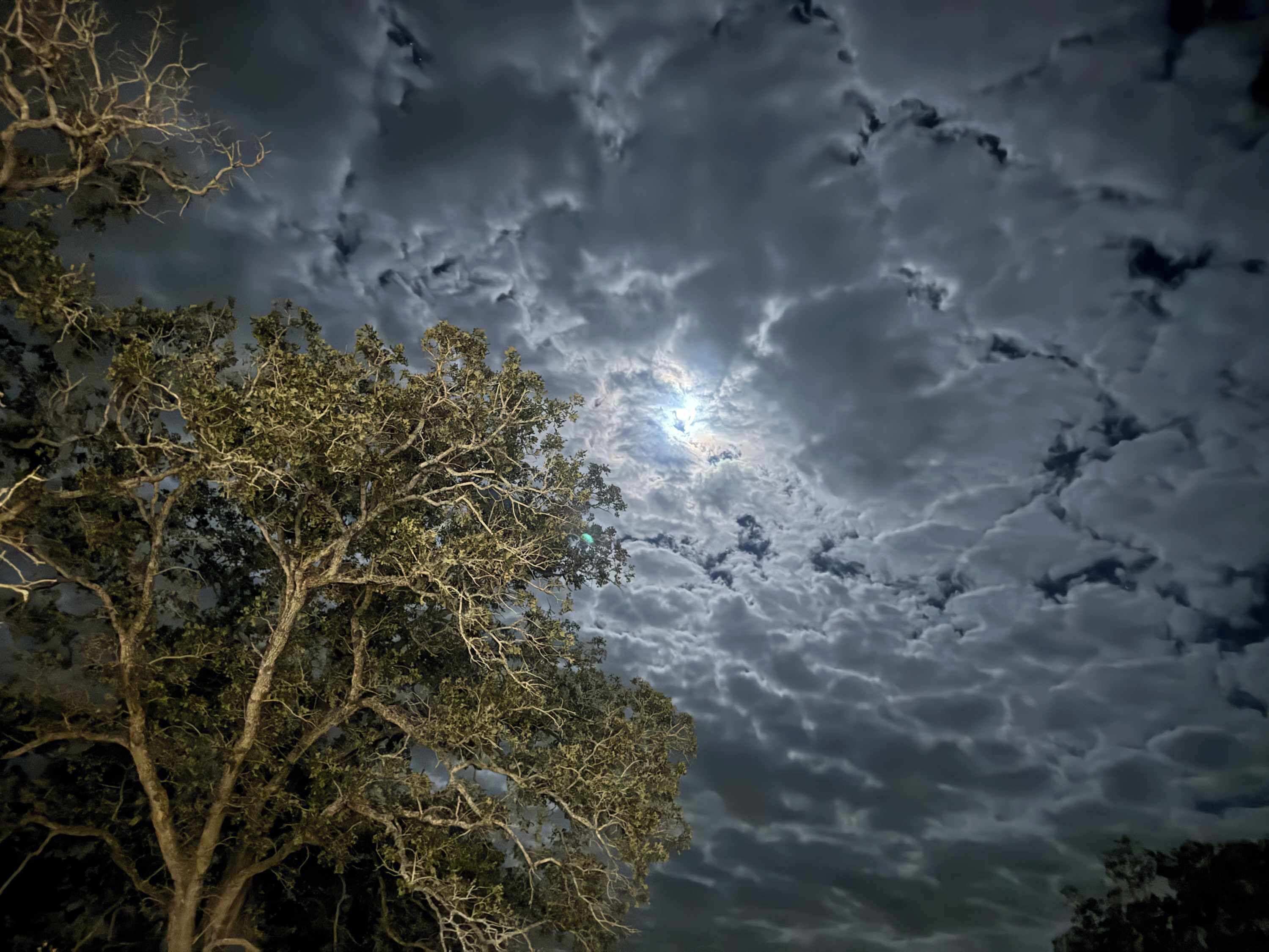 A tree with dense foliage against a cloudy sky.