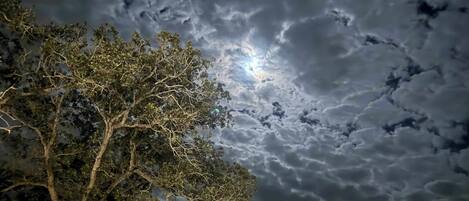 A tree with dense foliage against a cloudy sky.